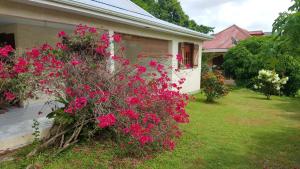 dom z różowymi kwiatami w ogrodzie w obiekcie Maison de 3 chambres avec jardin clos et wifi a Deshaies a 1 km de la plage w mieście Deshaies