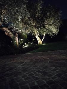 Villa Beatrice في بريشيا: مجموعة من الأشجار في حديقة في الليل
