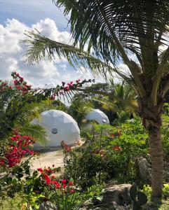 Un jardín fuera de Cayuco Maya