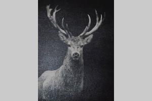 Dýr í sumarhúsinu eða í nágrenninu