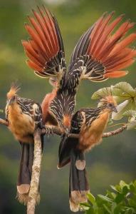 伊基托斯的住宿－Jacamar Lodge Expeditions，两只鸟坐在树枝上,翅膀出