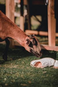 a goat is looking at a white bowl on the grass at Joly Tiny House in Overijse