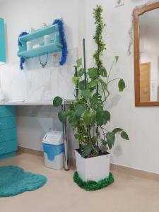 a potted plant in a room with a mirror at Apartman Santorini in Novi Sad