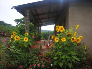 a bunch of sunflowers in a garden at La Ceibita Tours in Los Potrerillos