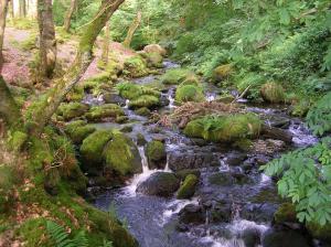 um riacho de água com pedras numa floresta em The Dolgoch em Bryn-crug