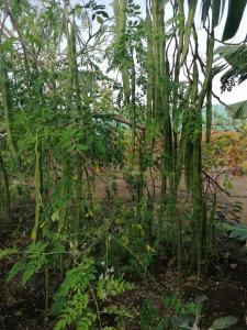 イコー・デ・ロス・ビノスにあるChalet Las Viñasの庭園の竹林