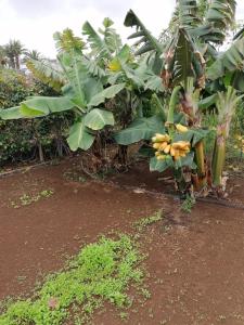 イコー・デ・ロス・ビノスにあるChalet Las Viñasのバナナの木に垂れ下がるバナナ