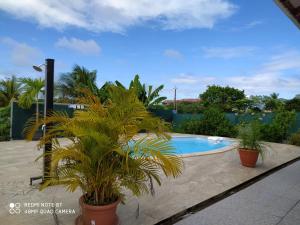 - une piscine bordée de 2 palmiers dans l'établissement K LBASS DES ILEs, à Le Moule