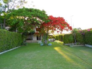 a house with a tree with red flowers in a yard at 5 bedrooms house at Markaz Al Alamein 700 m away from the beach with shared pool enclosed garden and wifi in El Alamein