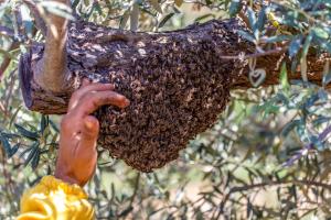 a swarm of bees hanging from a tree at Azienda Agrituristica Bergi in Castelbuono