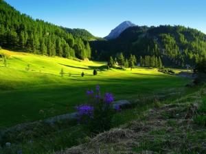 um campo verde com flores roxas na relva em Hotel Bes & Spa em Claviere