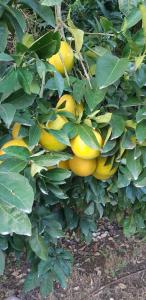 Taman di luar אירוח בכפר ורדים גברת פלפלת