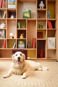 a dog laying on the floor in front of a book shelf at Hyatt House Paris Charles de Gaulle Airport in Roissy-en-France
