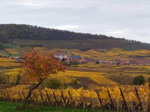 a field of crops with a tree in the foreground at Le BUBELE au coeur du centre médiéval et vignoble in Ribeauvillé