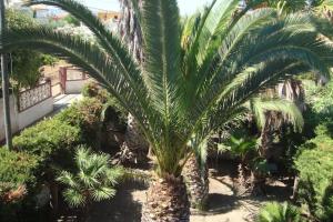 A garden outside Cozy House, Santa Maria del Focallo, Fireplace