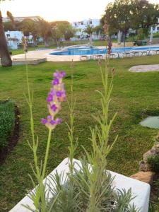 un montón de flores púrpuras en un parque en 3 bedrooms appartement at Olhos de Agua 800 m away from the beach with shared pool furnished garden and wifi, en Olhos de Água