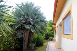 ポルト・サントにある3 bedrooms house at Porto Santo 500 m away from the beach with enclosed garden and wifiの隣の庭のヤシの木