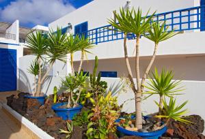 Ein Garten an der Unterkunft Villa De La Cruz