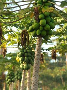 Mynd úr myndasafni af Ifiele'ele Plantation í Maauga