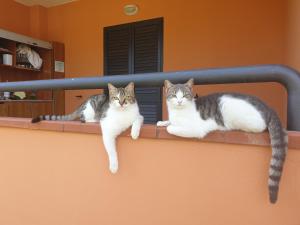 dos gatos están sentados en una pared en Hotel Palme Gemelle, en Vieste