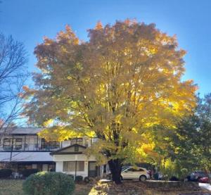 a yellow tree in front of a house at Mill House Lodge - Flat Rock in Hendersonville