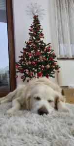 a dog laying on a rug in front of a christmas tree at Apartment Joy in Belgrade