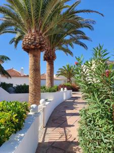 deux palmiers dans un jardin avec un trottoir dans l'établissement Azul Window Apartment, à San Miguel de Abona