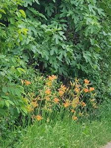 a bunch of orange flowers in the grass at Az.Agr.Cascina Moretta in Momo