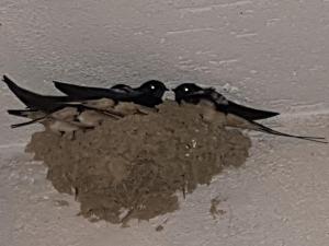 two birds sitting on top of a pile of dirt at Az.Agr.Cascina Moretta in Momo