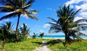 a path to a beach with palm trees at Maison accueillante avec jardin à Fort-de-France in Fontaine de Moutte