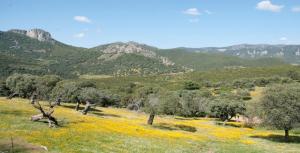 a field of yellow flowers with mountains in the background at Cosy house with mountain view in Cañamero