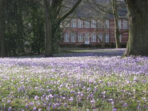 a field of purple flowers in front of a building at Carpe Diem in Husum