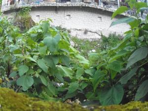 Giardino di Hostal Pablo's House