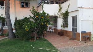 an orange tree in the courtyard of a house at Apartamento cerca del mar in Matalascañas