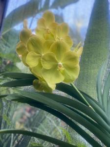 une fleur jaune assise sur une plante verte dans l'établissement Orquídea Café, à Guarapari