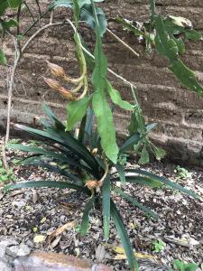 een plant met groene bladeren naast een stenen muur bij Casa del Retoño in Guadalajara