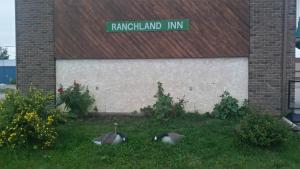 two birds sitting in the grass in front of a building at RANCHLAND Inn in Nanton