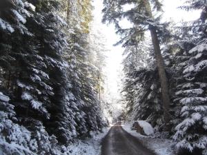 Schwarzwald-Gasthof Hirsch v zimě