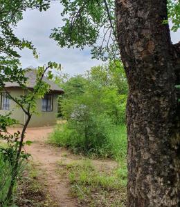 a house and a tree in front of a dirt road at Rhumbini Lodge in Malamulele