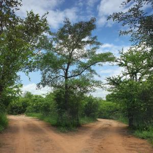 a dirt road with a tree on the side of it at Rhumbini Lodge in Malamulele