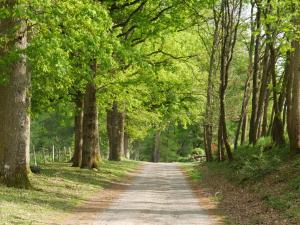 a dirt road through a forest with trees at Domaine de Joreau in Gennes +20 photos
