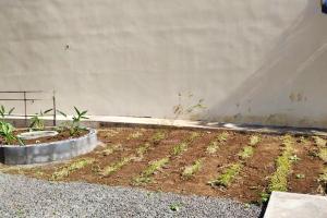 Un jardín con algunas plantas en una habitación. en Appartement charmant à Saint Pierre 44 m² avec jardin clôturé, en Saint-Pierre