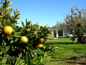 an orange tree with oranges on it in a yard at White Elephant Accomodation in Motueka