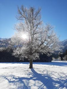 Alpenlodge Kirchbach v zimě
