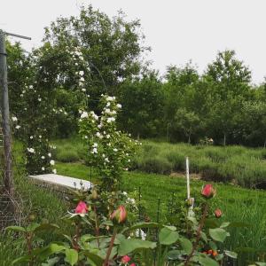 Foto dalla galleria di Lavander Garden Camping a Răscruci