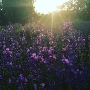 Lavander Garden Camping في Răscruci: حقل من الزهور الأرجوانية مع الشمس في الخلفية