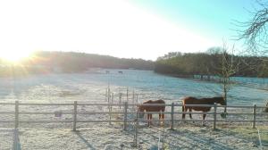 tres caballos parados detrás de una valla en un campo cubierto de nieve en B&B Punto Vélo, en Zutendaal