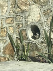 un gato blanco y negro sentado en una ventana de piedra en Buenos Días Guest House, en Puerto Morelos