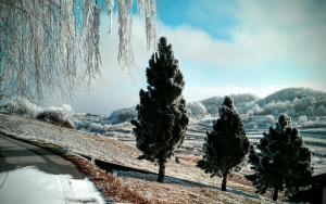 a group of trees with icicles hanging from them at Room in Apartment - Discover the magic of nature in Slani Dol