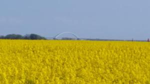 a yellow rapeseed field with a blue sky in the background at GODS06002-FeWo-bie-de-Reede in Gollendorf